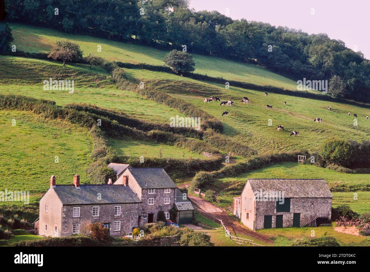 Branscombe Village, Devon, Großbritannien. Steinbauernhäuser, Sommerzeit Stockfoto