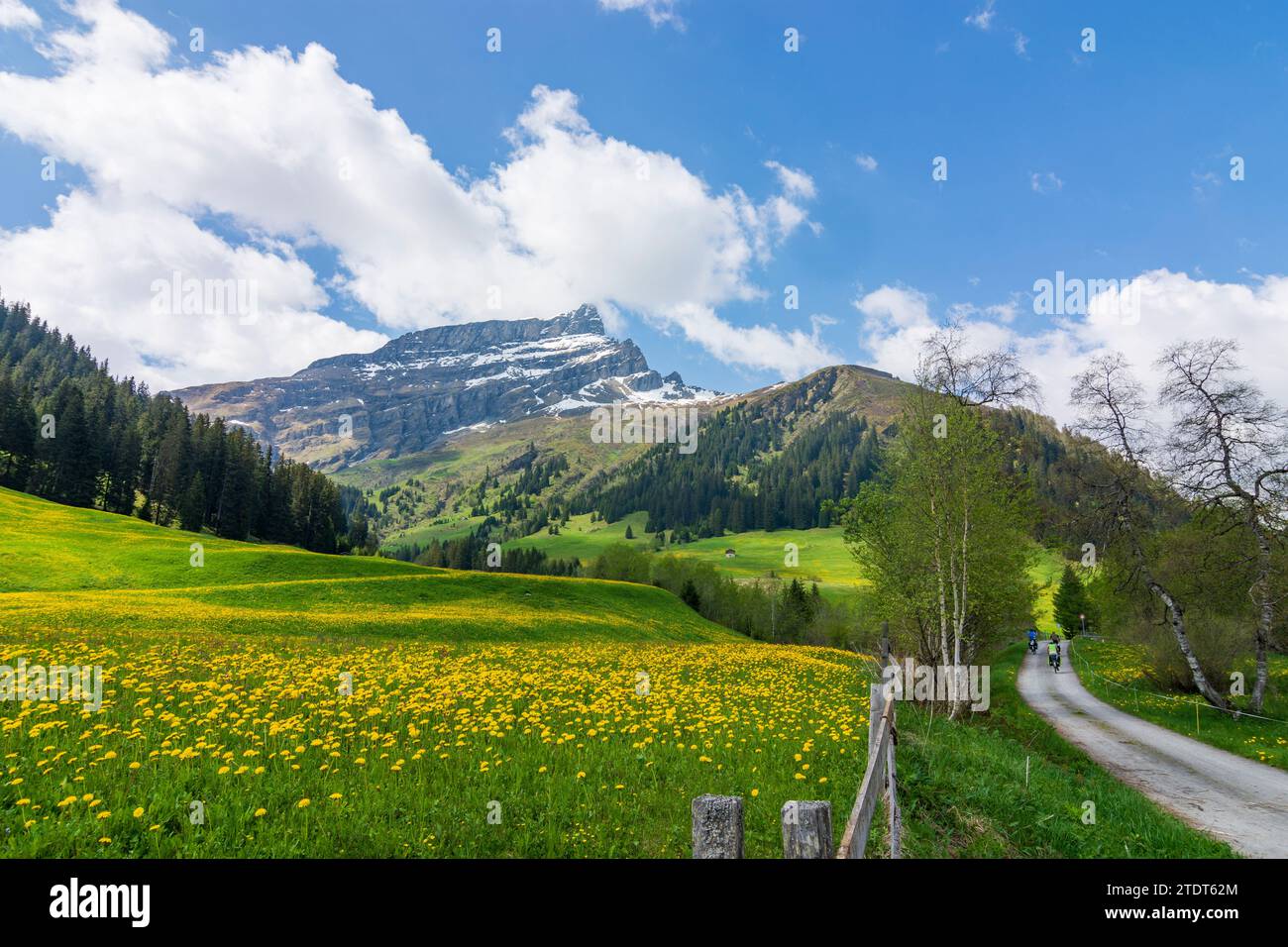 Splügen: Hinterrheintal, blühende Wiese, Radweg, Radfahrer in Viamala, Graubünden, Graubünden, Schweiz Stockfoto
