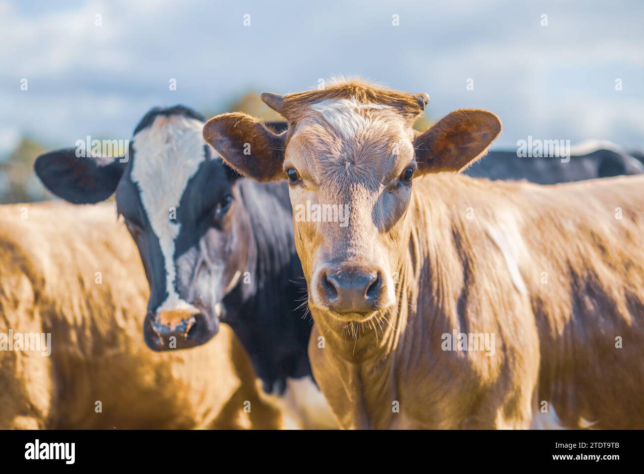 Zwei Kühe nebeneinander auf einer Weide Stockfoto