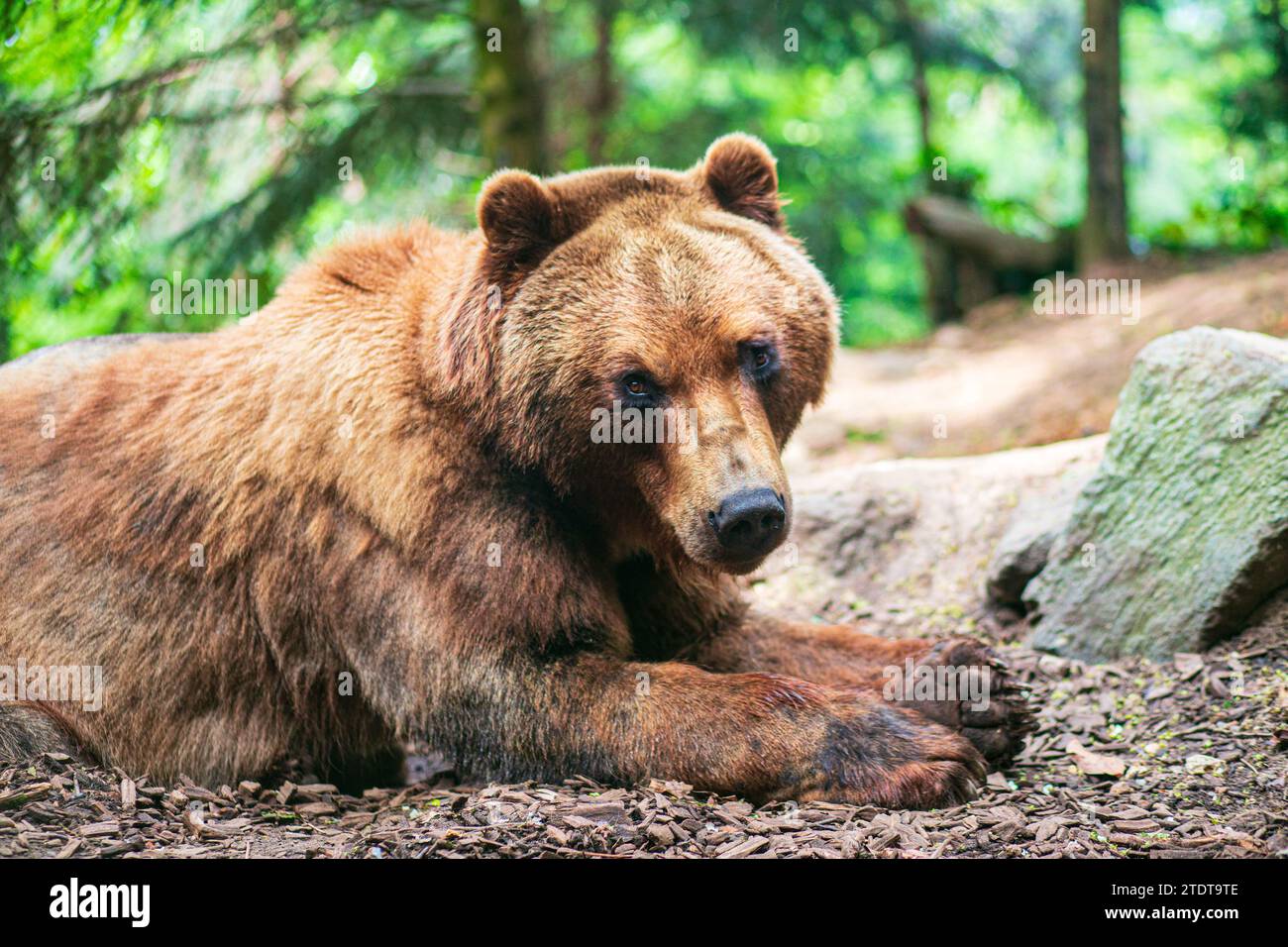 Ein süßer Braunbär, der auf dem Boden liegt und dich im Tannenwald beobachtet. Fotografie Stockfoto
