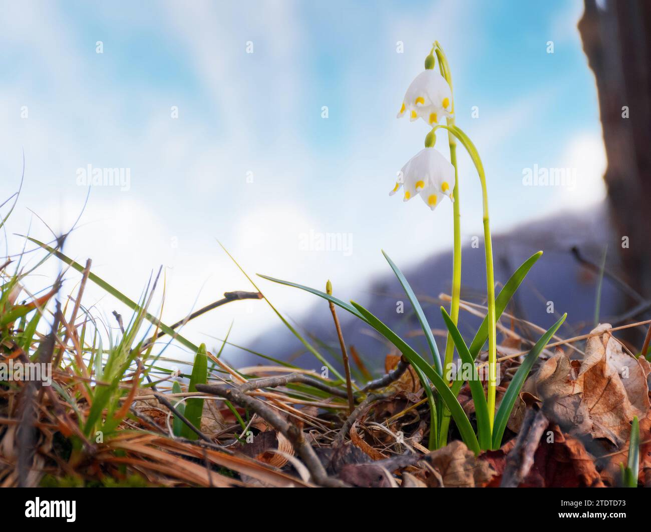 Frühlings-Schneeflockenblume blüht an einem sonnigen Tag. Frühlingsbotenpflanze Stockfoto