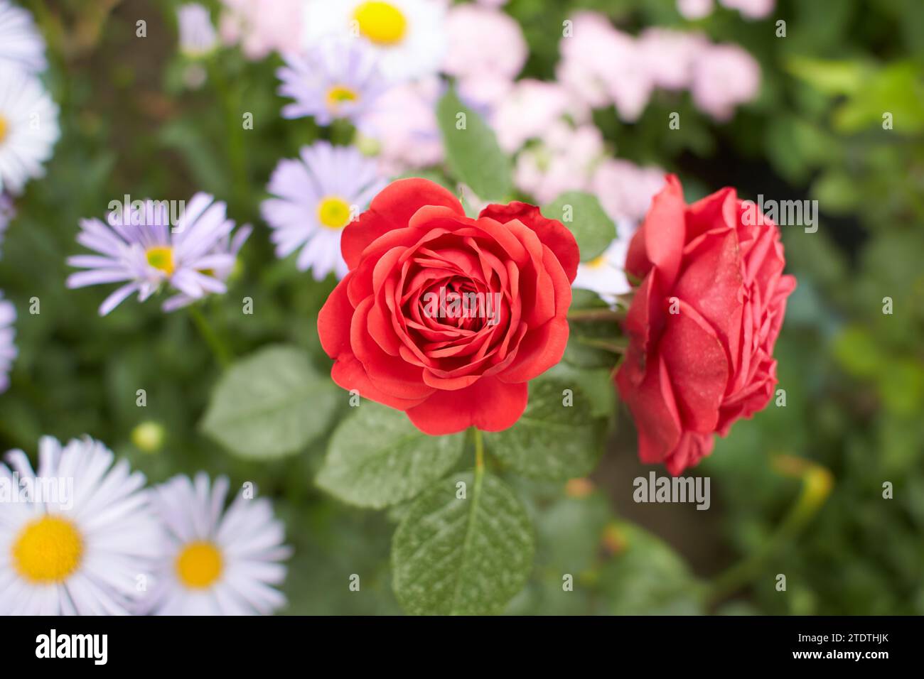 Rote Blüten von Hybridrosen im Garten. Sommer und Frühling. Stockfoto