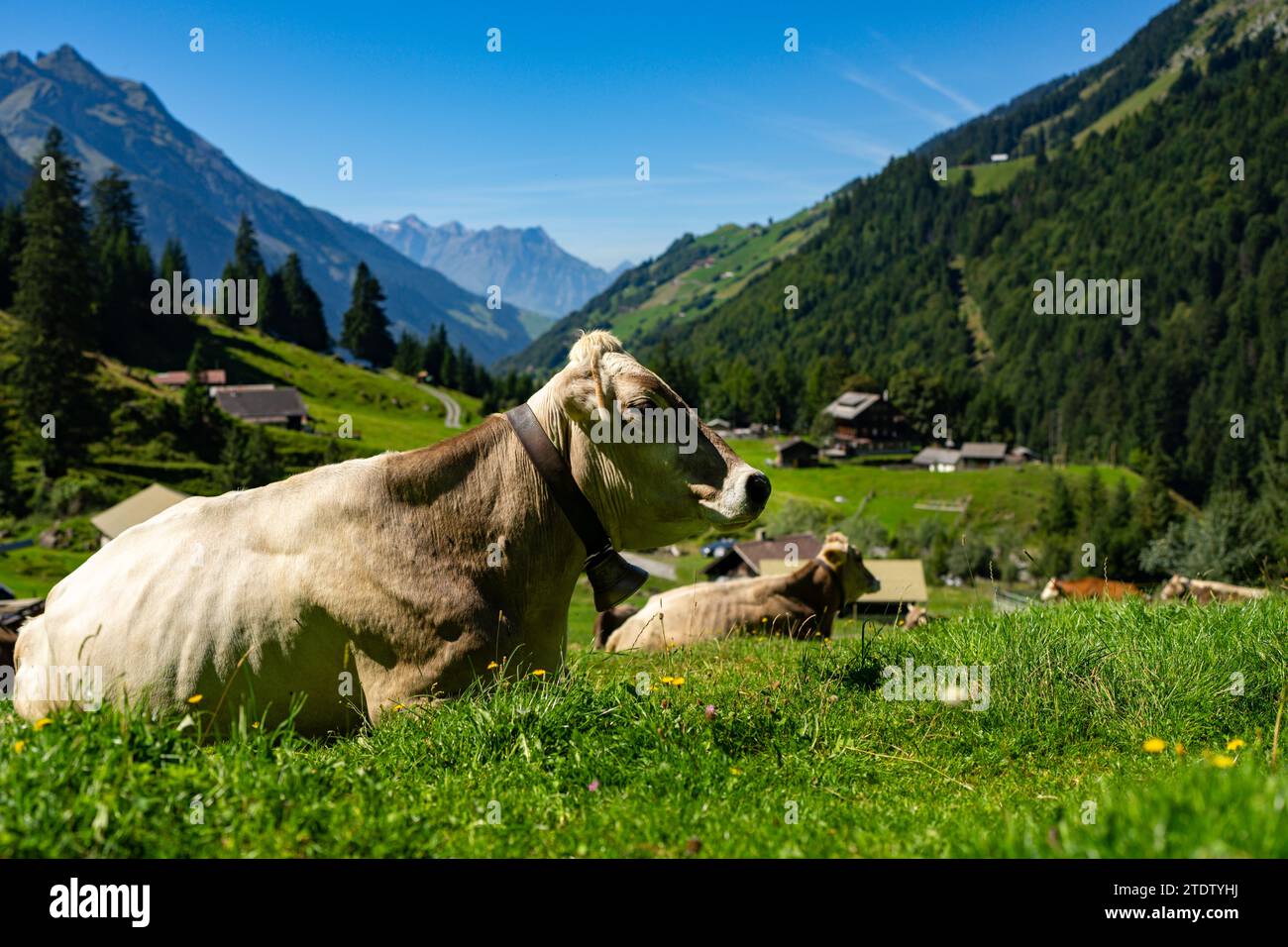 Jersey Cow weidet auf alpinen Wiesen. Kühe bei Sonnenuntergang. Kuh auf einer grünen Graswiese. Kühe schauen auf das grüne Feld. Bauernhof auf dem Land mit Kühen auf der Wiese Stockfoto