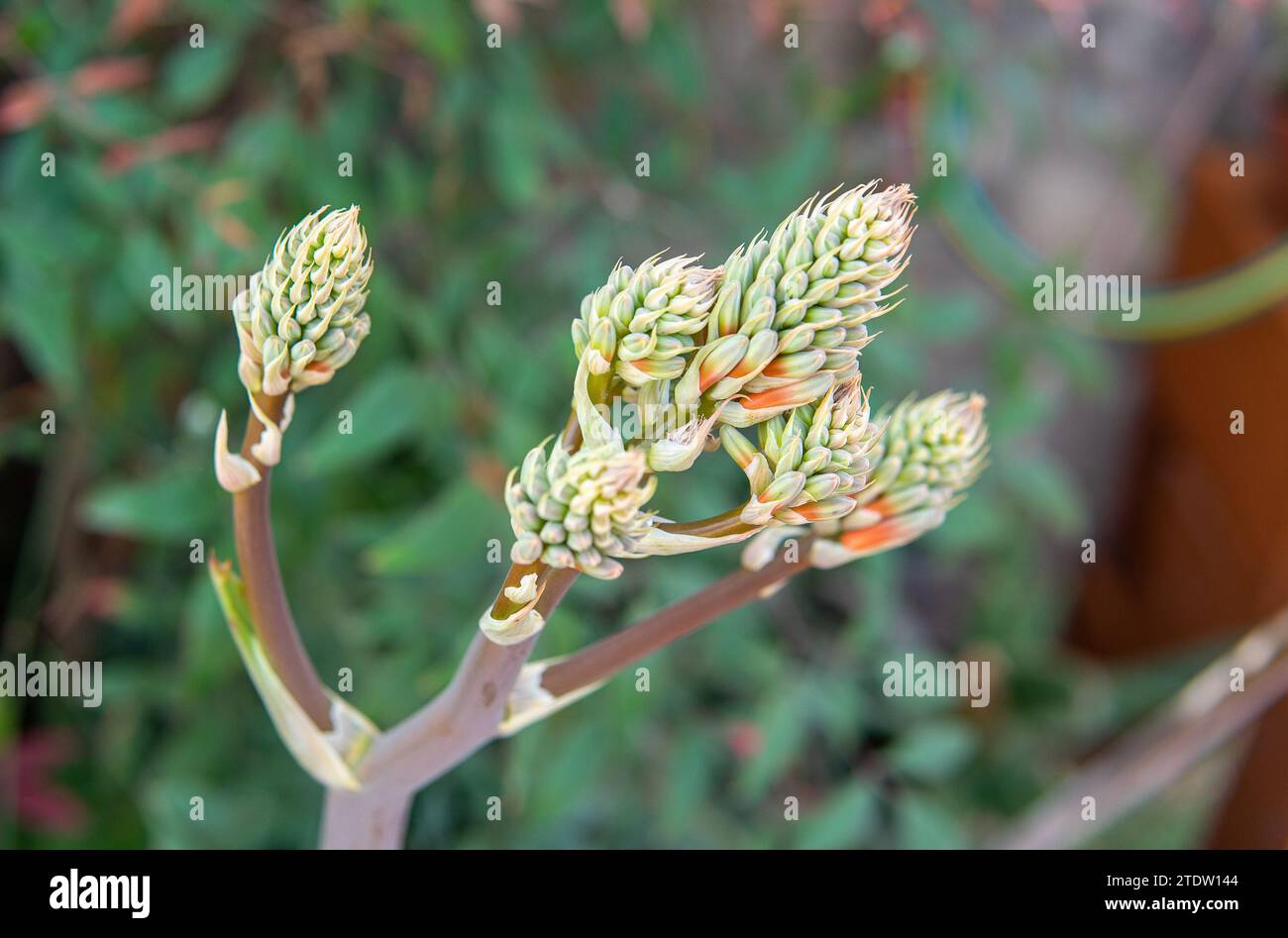 Foto von Aloe maculata-Früchten Stockfoto