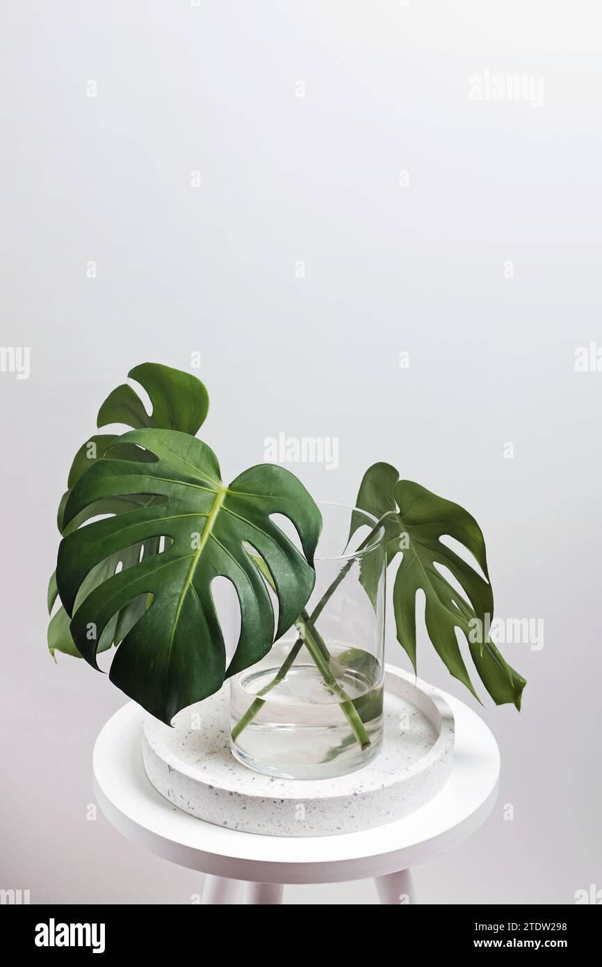 Geschnittene Blätter der Monstera-Pflanze in transparenter Glasvase, minimalistisches Wohndekor Stockfoto