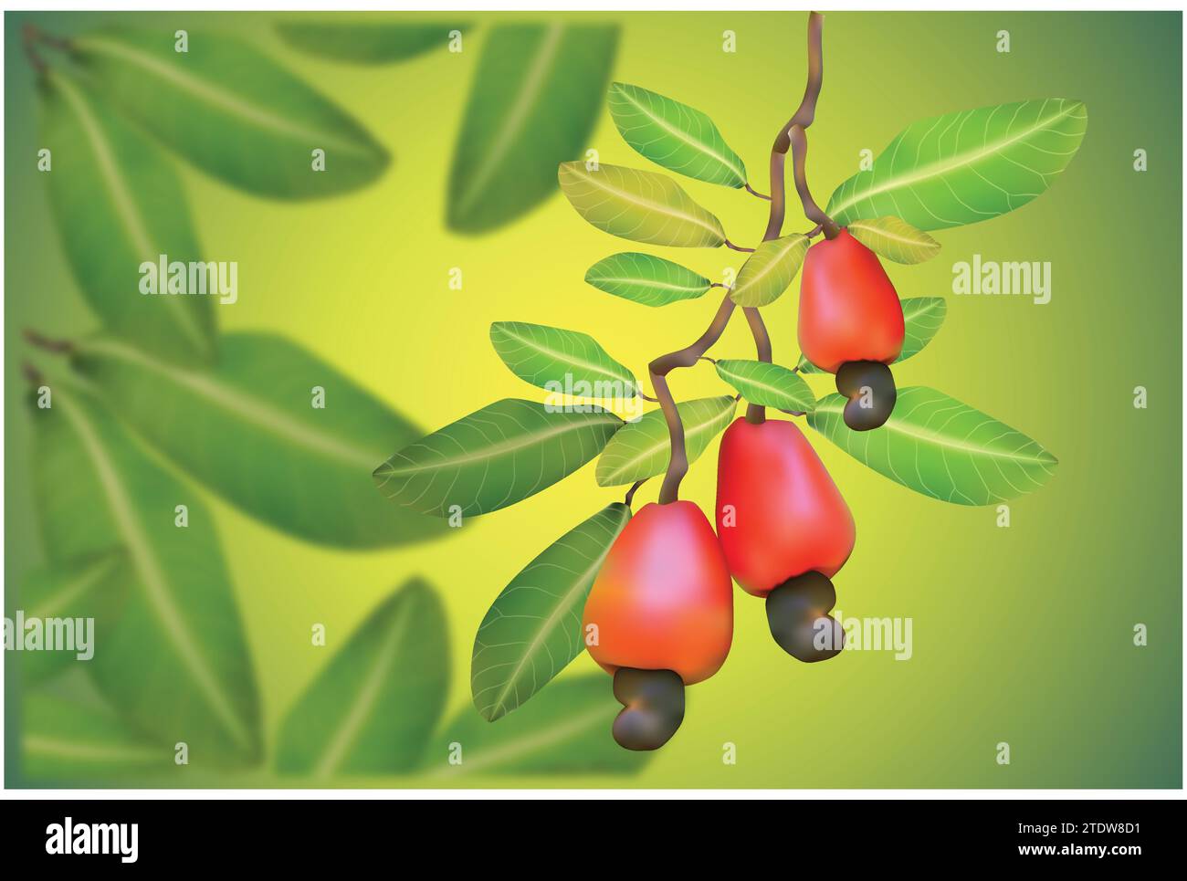 Illustration des Cashewbaums Stock Vektor