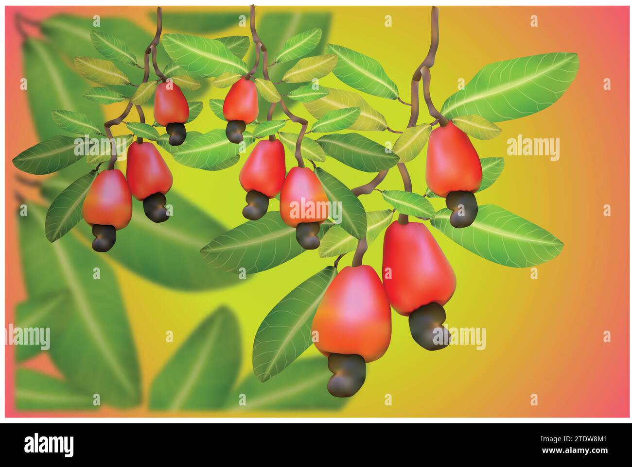 Illustration des Cashewbaums Stock Vektor