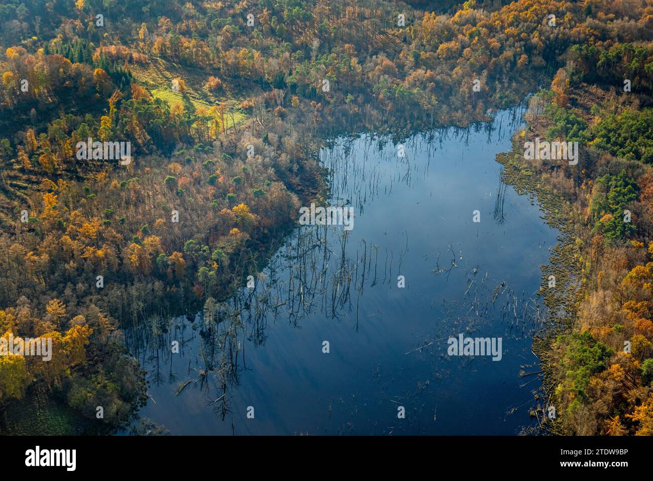Luftaufnahme, Naturschutzgebiet NSG Kirchheller Heide, Herbstwald mit Eisbachsee-Pfingstsee, umgeben von herbstlichen Laubbäumen, Kirchhellen-Nord- Stockfoto