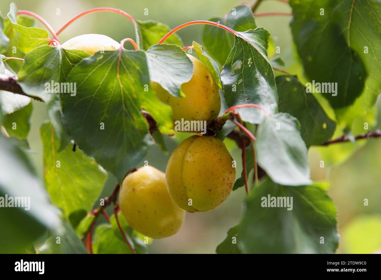 Süße Aprikosen Reifen im Baumgarten, frisches Obst im Freien, landwirtschaftliche Ernte Stockfoto