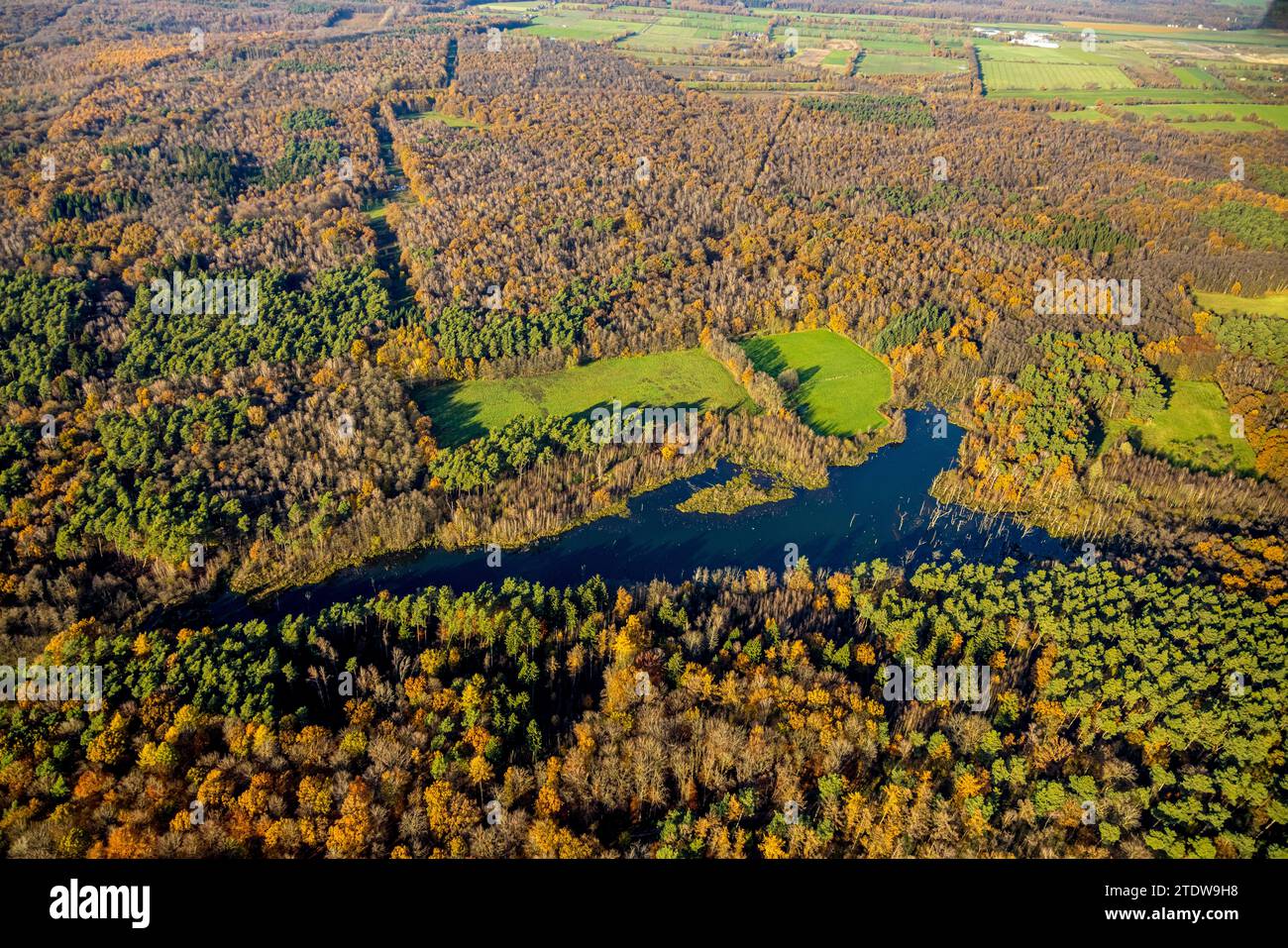 Vogelperspektive, Naturschutzgebiet NSG Kirchheller Heide, Herbstwald mit Weihnachtssee, umgeben von herbstlichen Laubbäumen, Kirchhellen-Nord-West, B Stockfoto
