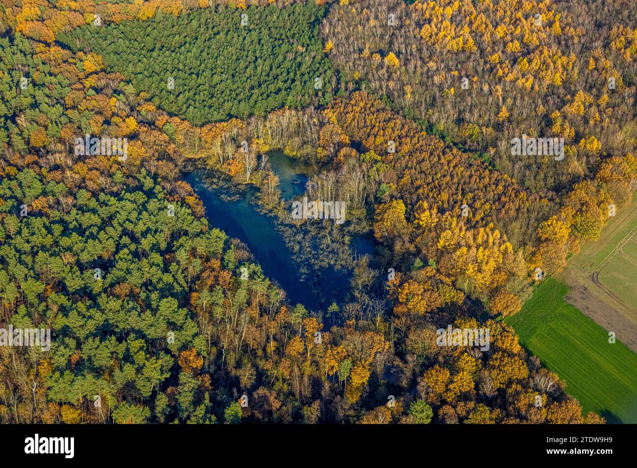 Luftaufnahme, Naturschutzgebiet NSG Kirchheller Heide, Herbstwald mit See am Hermann-Löns-Weg, umgeben von herbstlichen Laubbäumen, Kirchhellen-No Stockfoto