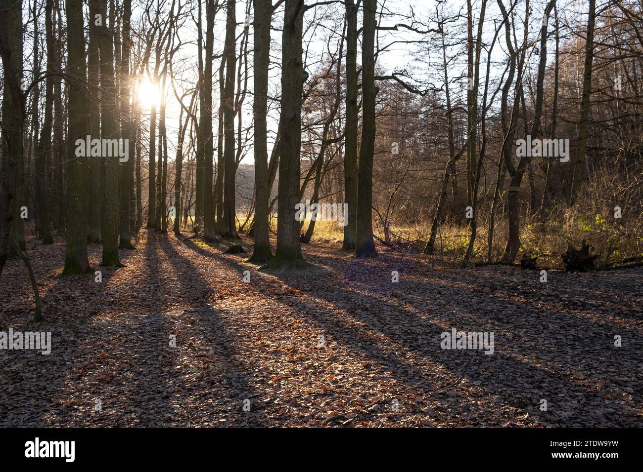 Ein sonniger Tag im Winterpark in Prag malerische Szene Sonnenstrahlen Licht werfen Bäume Bänke Stockfoto