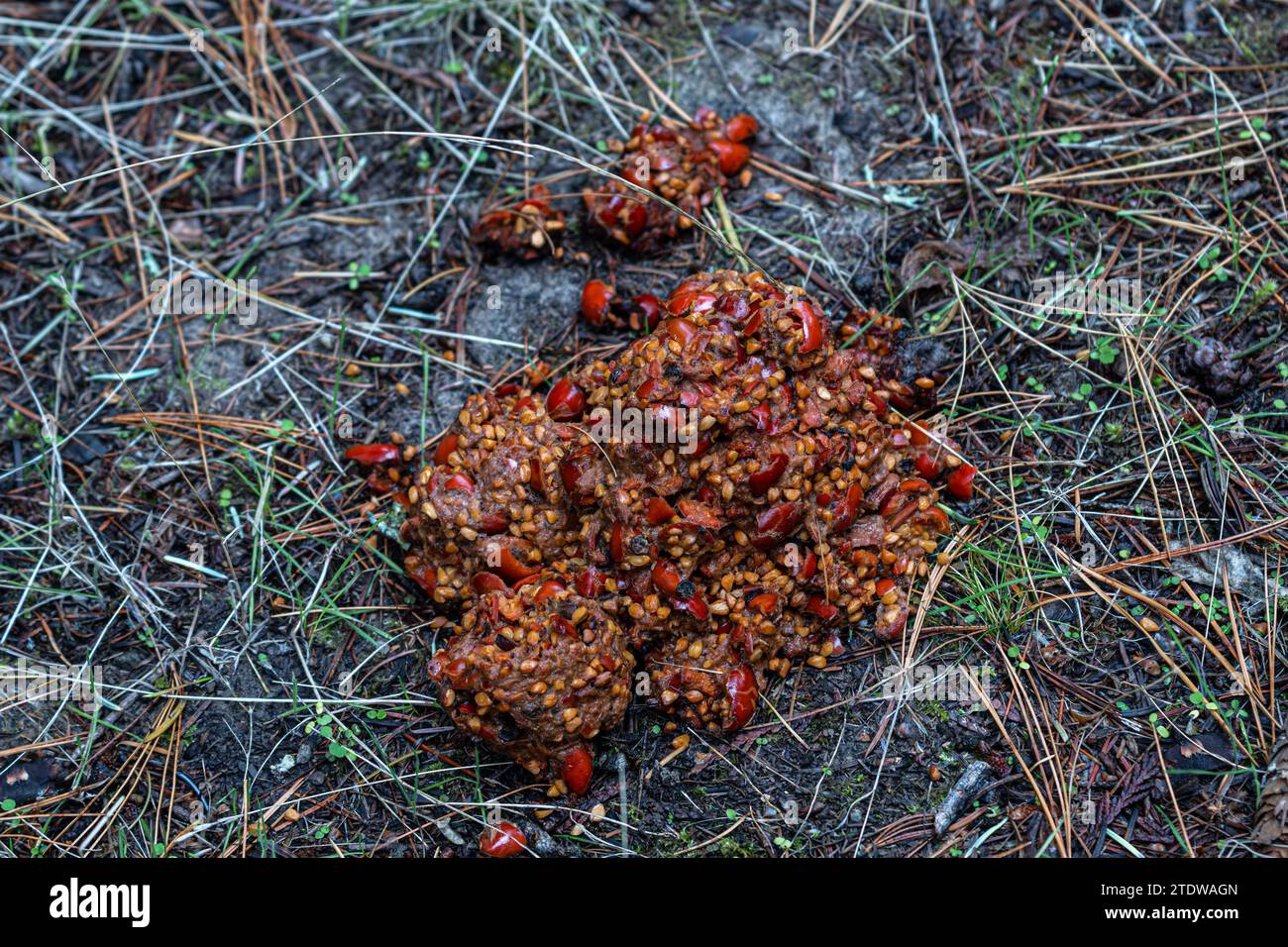 SCAT oder Kot von einem Schwarzbären im Herbst Stockfoto