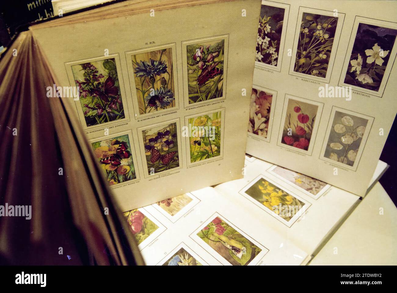 Naturbilder Thijsse, Overveen, Overveen, 09-01-2001, Whizgle News aus der Vergangenheit, zugeschnitten auf die Zukunft. Erkunden Sie historische Geschichten, das Image der niederländischen Agentur aus einer modernen Perspektive, die die Lücke zwischen den Ereignissen von gestern und den Erkenntnissen von morgen überbrückt. Eine zeitlose Reise, die die Geschichten prägt, die unsere Zukunft prägen Stockfoto