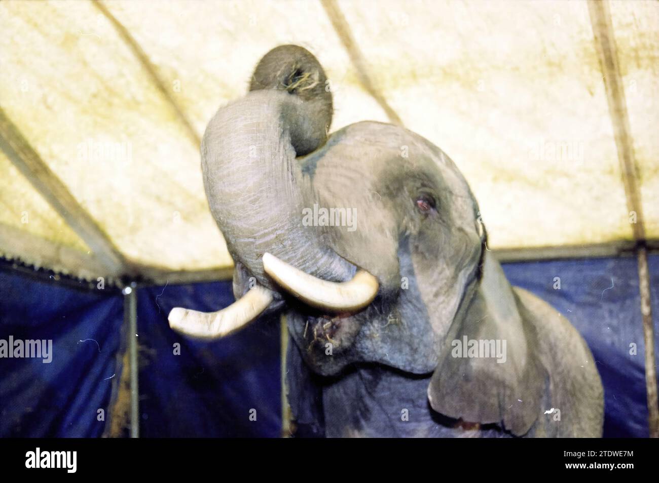 Elefanten, Circus Renz, Haarlem, Niederlande, 20-12-1999, Whizgle News aus der Vergangenheit, zugeschnitten auf die Zukunft. Erkunden Sie historische Geschichten, das Image der niederländischen Agentur aus einer modernen Perspektive, die die Lücke zwischen den Ereignissen von gestern und den Erkenntnissen von morgen überbrückt. Eine zeitlose Reise, die die Geschichten prägt, die unsere Zukunft prägen Stockfoto