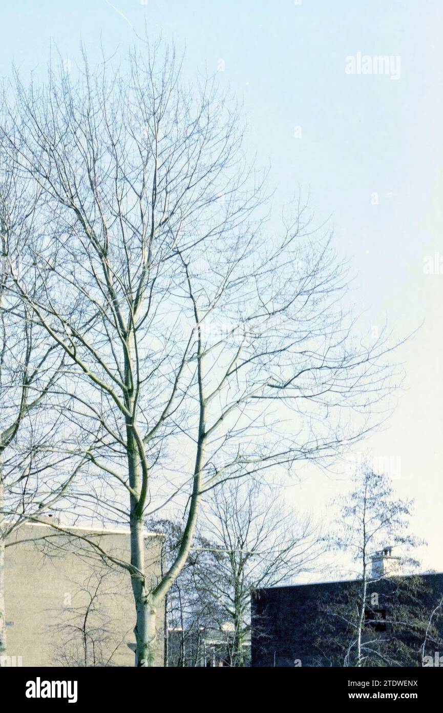 Abgesägter Baum, Hoofddorp, Niederlande, 11-02-1999, Whizgle News from the Past, maßgeschneidert für die Zukunft. Erkunden Sie historische Geschichten, das Image der niederländischen Agentur aus einer modernen Perspektive, die die Lücke zwischen den Ereignissen von gestern und den Erkenntnissen von morgen überbrückt. Eine zeitlose Reise, die die Geschichten prägt, die unsere Zukunft prägen Stockfoto