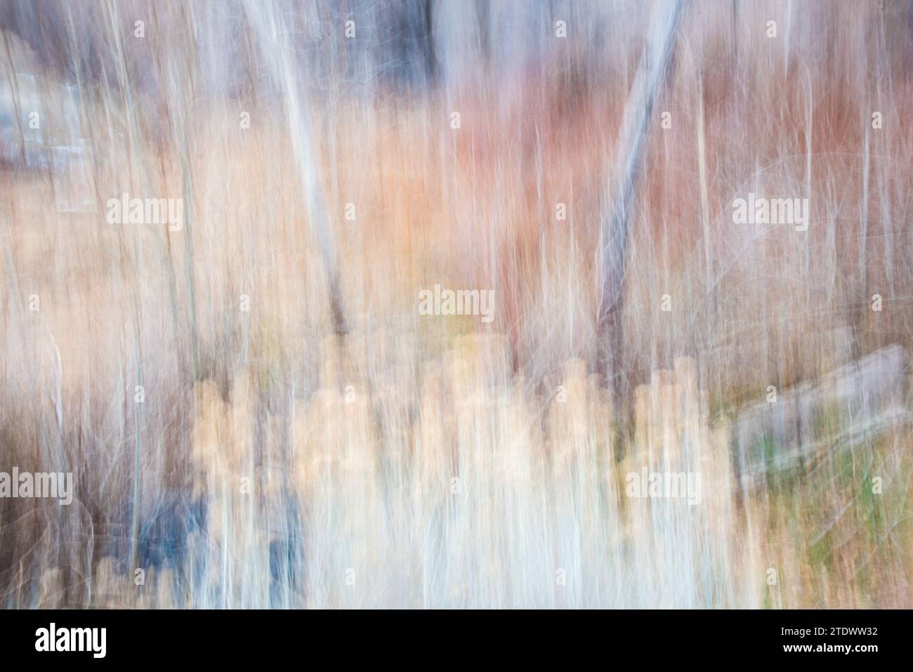 ICM (Intent Camera Movement), das eine impressionistische Darstellung von Büschen und Büschen erzeugt. Der malerische Look entsteht durch vertikale Kamerabewegungen Stockfoto