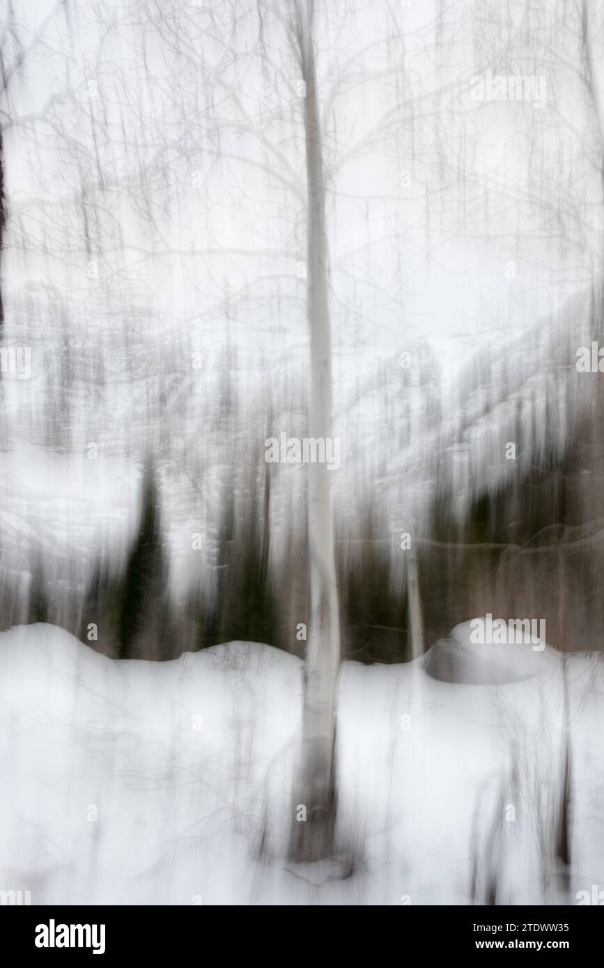 ICM (Intent Camera Movement), das eine impressionistische Darstellung von Büschen und Büschen erzeugt. Der malerische Look entsteht durch vertikale Kamerabewegungen Stockfoto