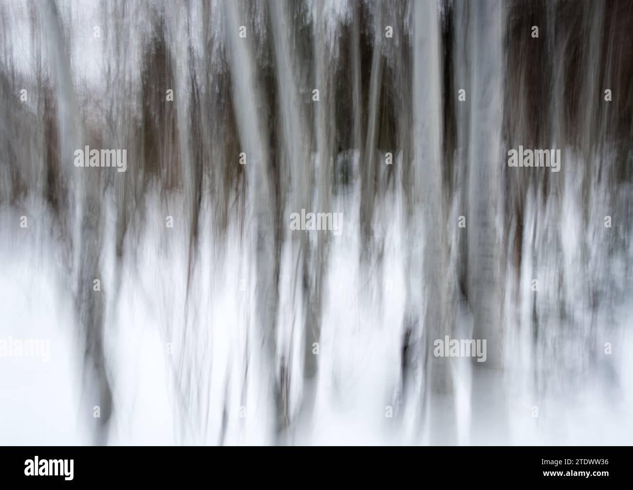 ICM (Intent Camera Movement), das eine impressionistische Darstellung von Büschen und Büschen erzeugt. Der malerische Look entsteht durch vertikale Kamerabewegungen Stockfoto
