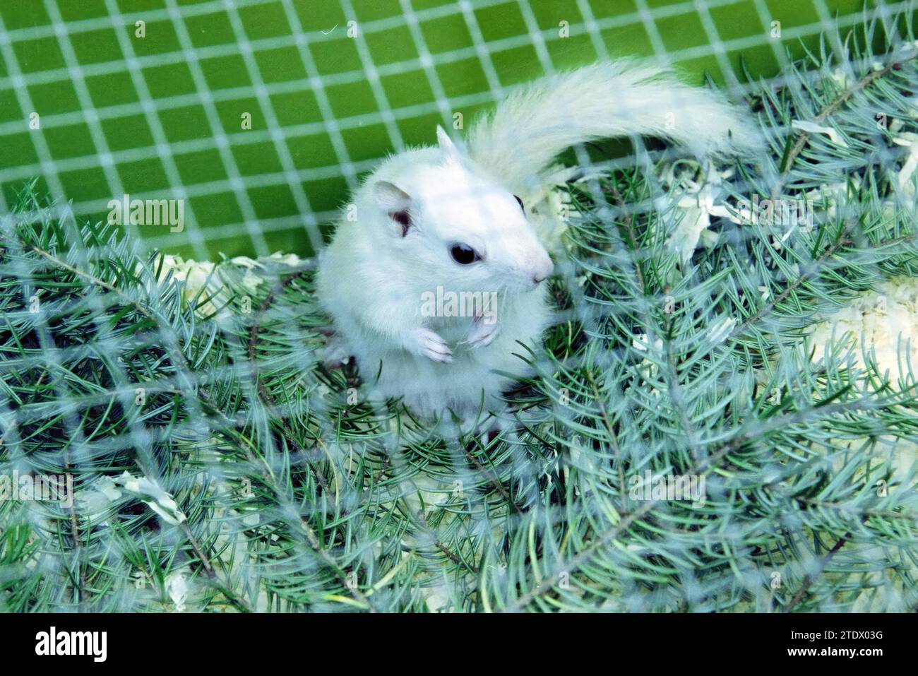 Weißes Eichhörnchen, Heemstede, Heemstede, Niederlande, 16-04-2002, Whizgle News aus der Vergangenheit, zugeschnitten auf die Zukunft. Erkunden Sie historische Geschichten, das Image der niederländischen Agentur aus einer modernen Perspektive, die die Lücke zwischen den Ereignissen von gestern und den Erkenntnissen von morgen überbrückt. Eine zeitlose Reise, die die Geschichten prägt, die unsere Zukunft prägen Stockfoto