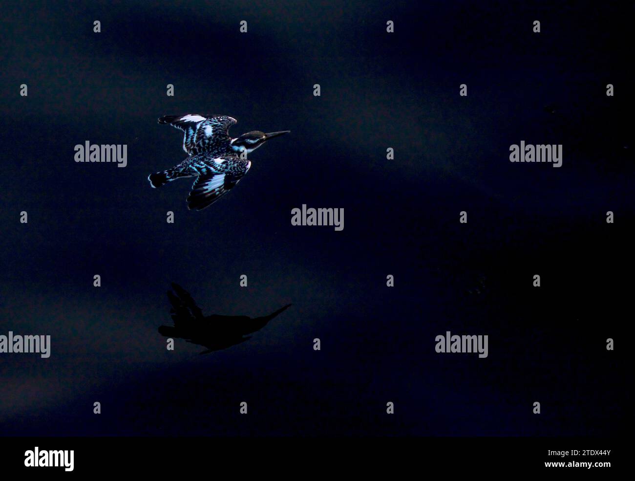 Rattenvogel im Flug von oben, als er tief über den Nil fliegt Stockfoto