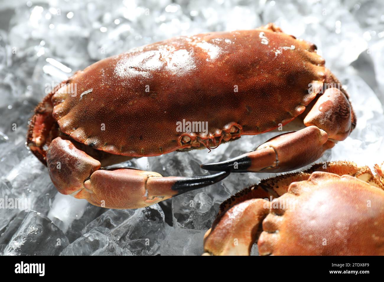 Leckere gekochte Krabbe auf Eiswürfeln, Nahaufnahme Stockfoto