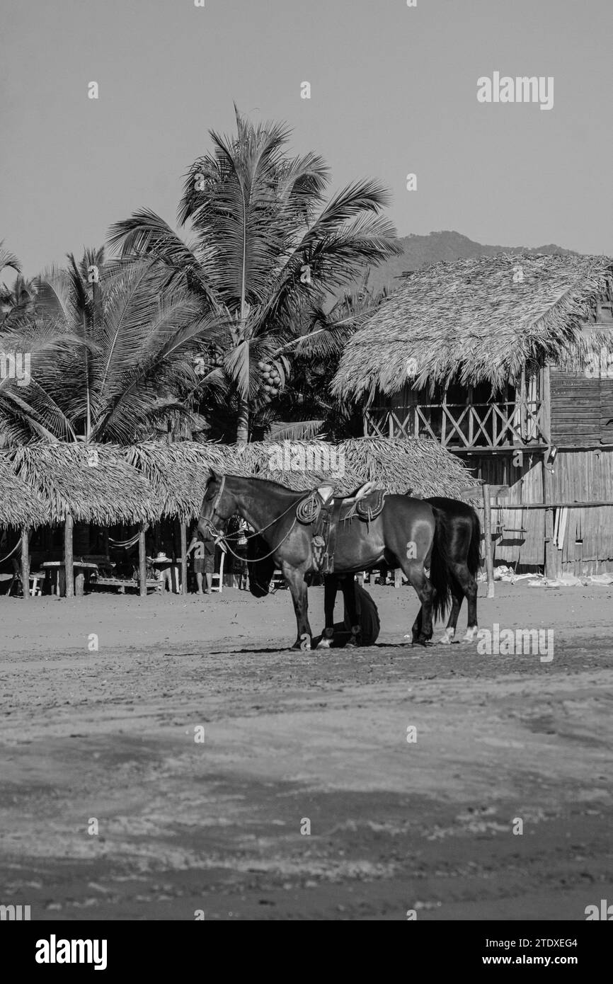 Pferderuhe: Pferde schlendern anmutig am tropischen Strand entlang, ihre Hufe prägen die sandige Leinwand, eingerahmt von sich wiegenden Palmen. Stockfoto