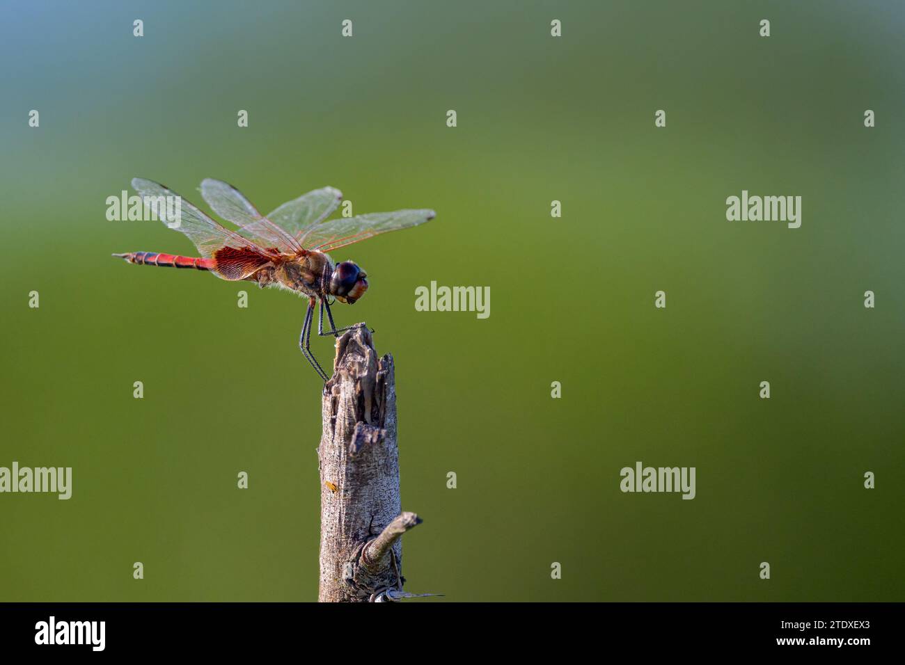 Eine einsamer männlicher Common Glider-Libelle ruht kurz auf einem gebrochenen Ast, bevor sie in St. Lawrence, QLD, Australien, Flugtauchfliegen nach Insekten nimmt. Stockfoto