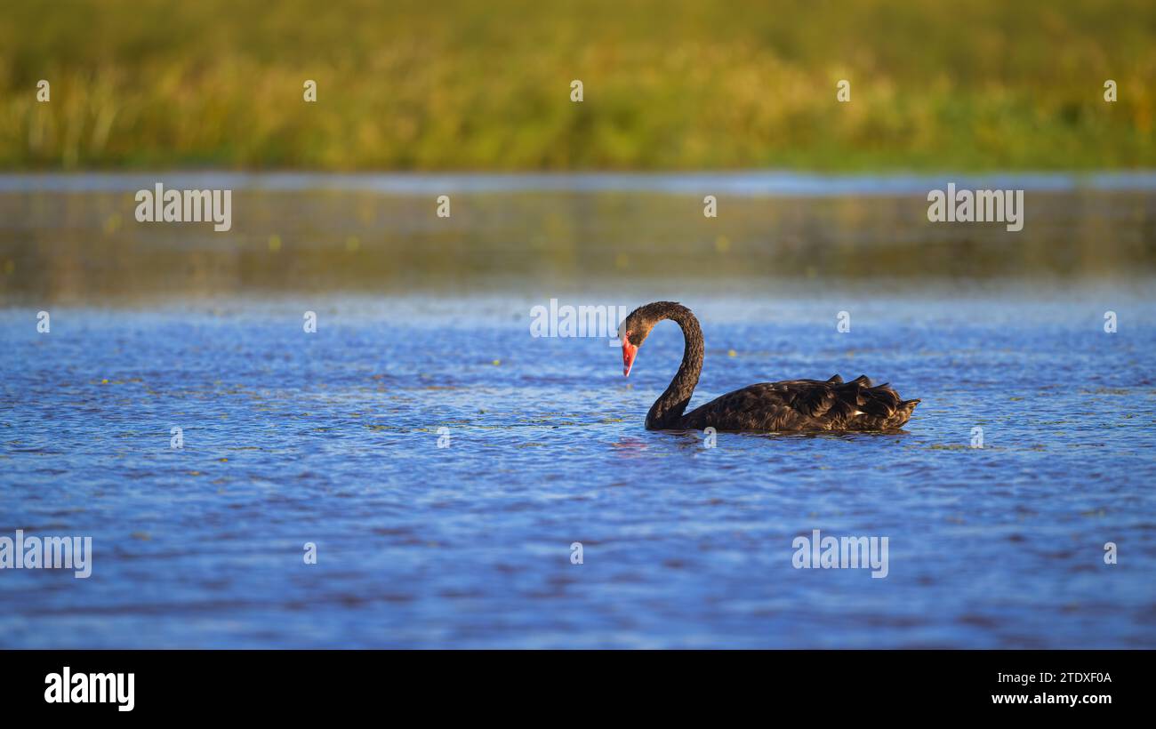 Ein einziger reifer Schwarzer Schwan schwimmt durch seine Lagune und zeigt seine territoriale Dominanz im St Lawrence the Feuchtgebiet in Queensland, Australien. Stockfoto