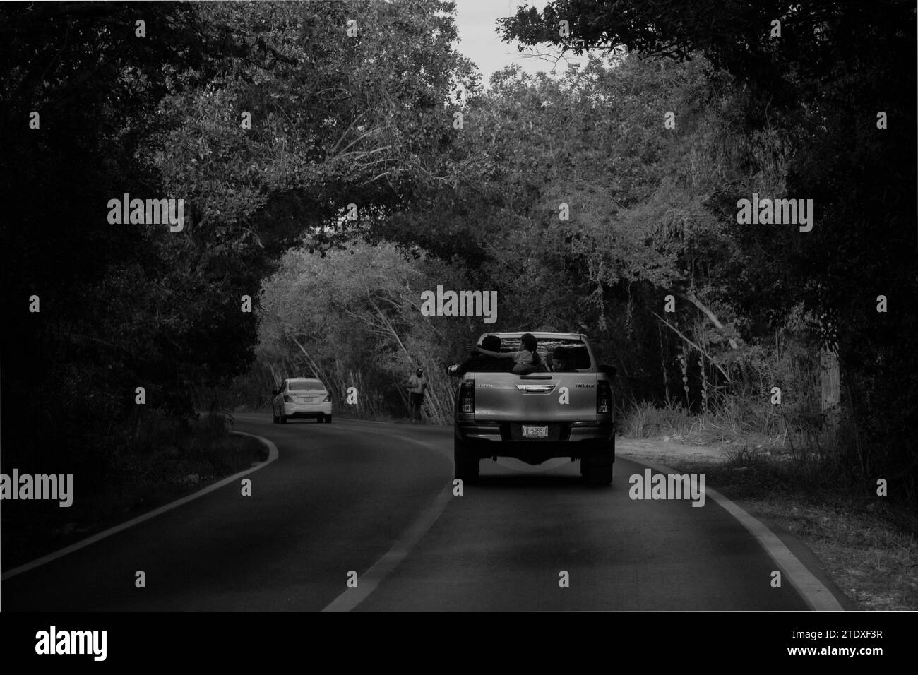 Ein Lkw fährt auf einer Straße durch Mangroven und schafft einen faszinierenden natürlichen Tunnel – eine malerische Fahrt. Stockfoto