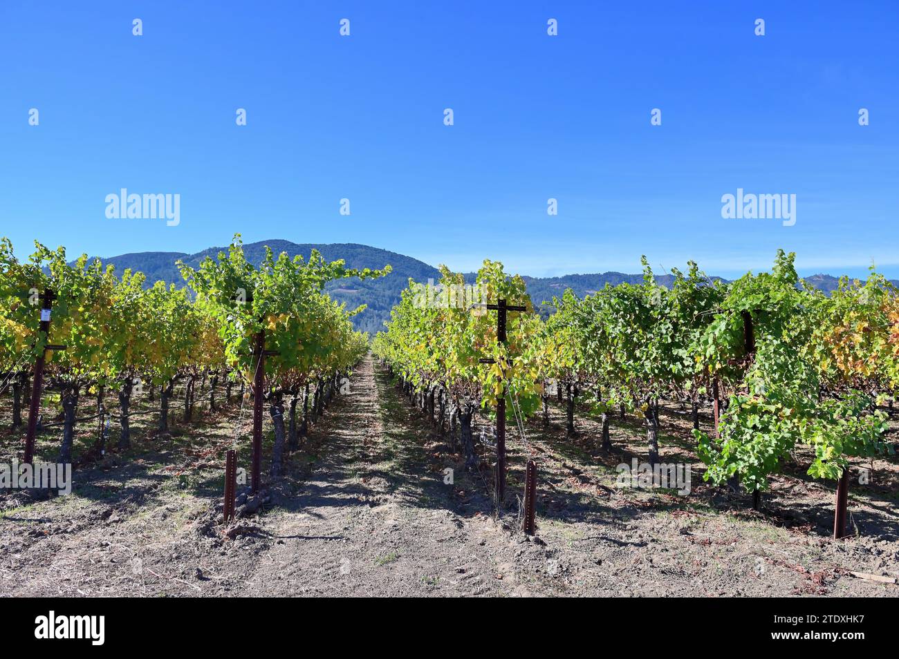 Rutherford, Kalifornien, USA. Weinberge, die die frühen Herbsttöne enthüllen, füllen die Landschaft im Napa Valley. Stockfoto