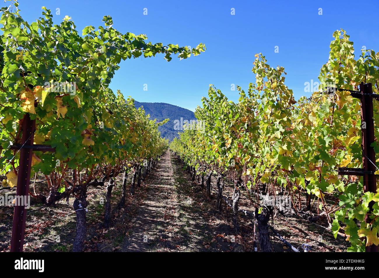 Weinberge, die die frühen Herbsttöne enthüllen, füllen die Landschaft im Napa Valley. Stockfoto