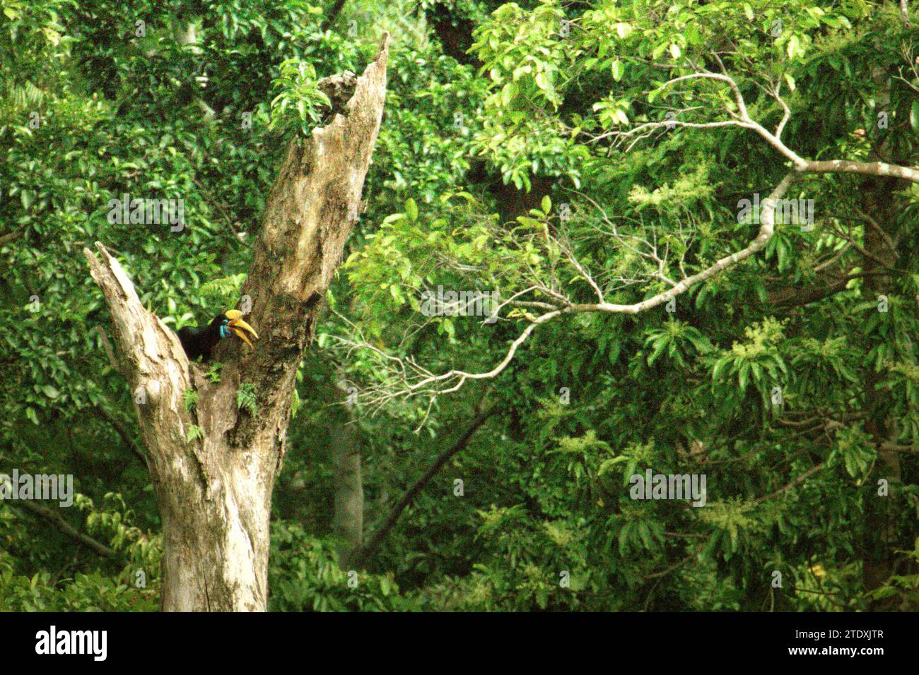 Ein Noppenhornschnabel (Rhyticeros cassidix), weibliches Individuum, sitzt auf einem toten Baum in einem bewachsenen Gebiet in der Nähe von Mount Tangkoko und Duasudara (Dua Saudara) in Nord-Sulawesi, Indonesien. Die International Union for Conservation of Nature (IUCN) kommt zu dem Schluss, dass steigende Temperaturen unter anderem zu ökologischen, verhaltensbezogenen und physiologischen Veränderungen der Tierarten und der Artenvielfalt geführt haben. „Zusätzlich zu einer erhöhten Rate von Krankheiten und degradierten Lebensräumen verursacht der Klimawandel auch Veränderungen in den Arten selbst, die ihr Überleben bedrohen“, schrieben sie am 19. Dezember 2023, in einer Publikation auf... Stockfoto