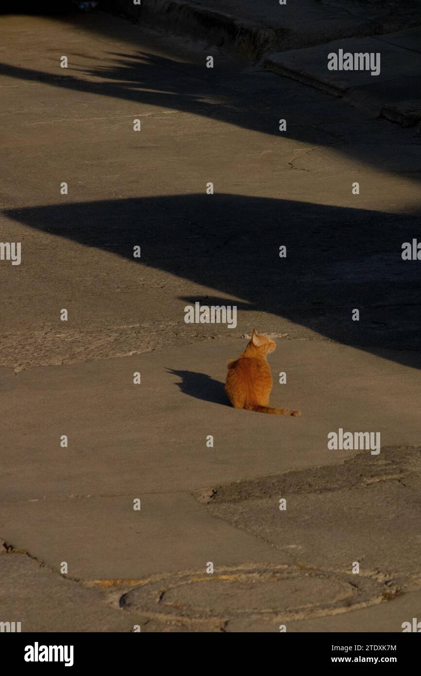 Eine gelbe Katze sitzt ruhig mitten auf der Straße, sonnt sich in der warmen Umarmung der Morgensonne und wirft ein strahlendes Licht auf ihr Fell. Stockfoto