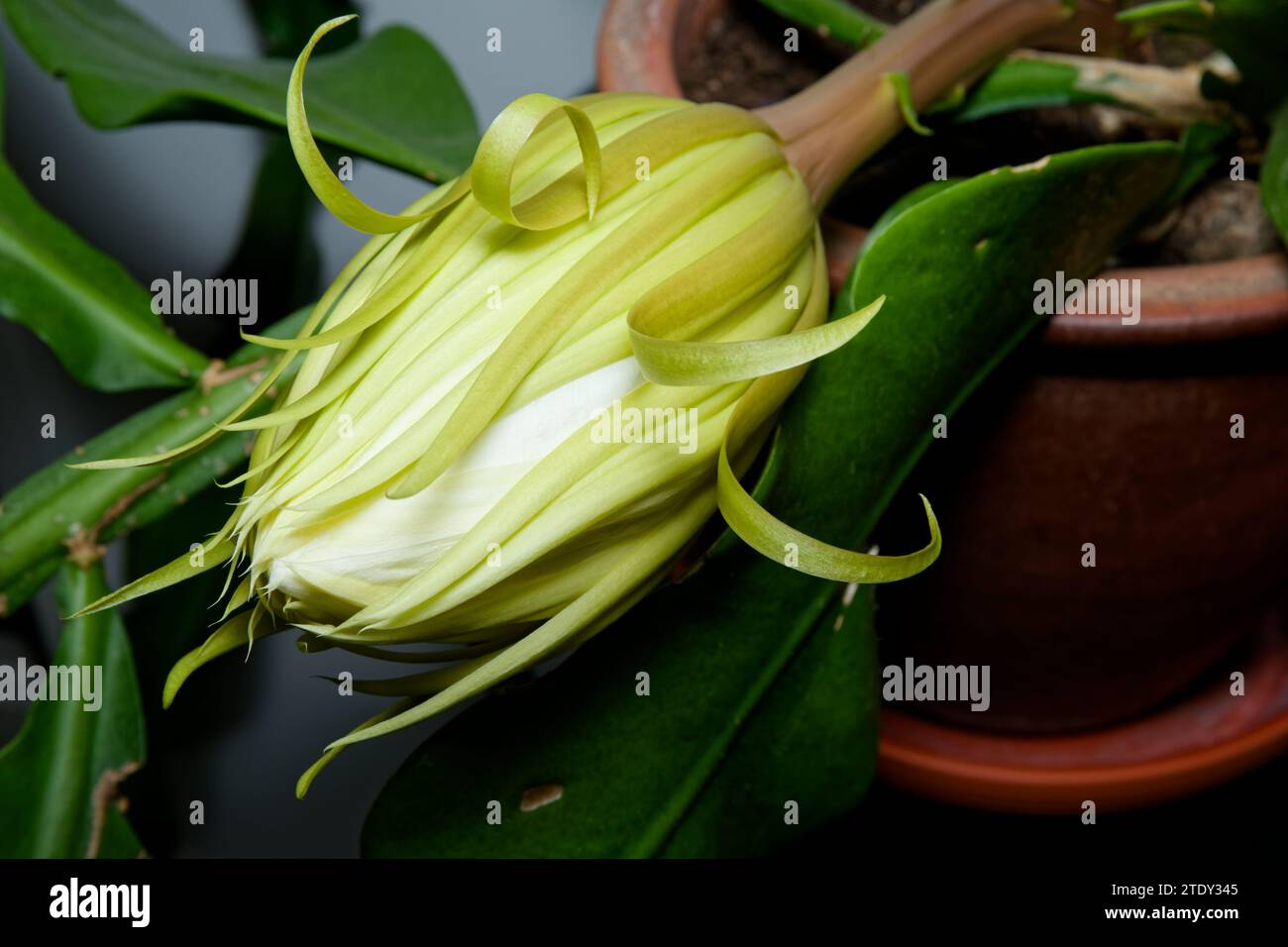 RiesenOrchideencacti (Epiphyllum grandilobum) größte Art der Gattung Stockfoto