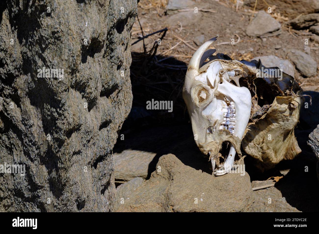 Schädel einer toten Ziege auf der Insel Tinos in Griechenland Stockfoto
