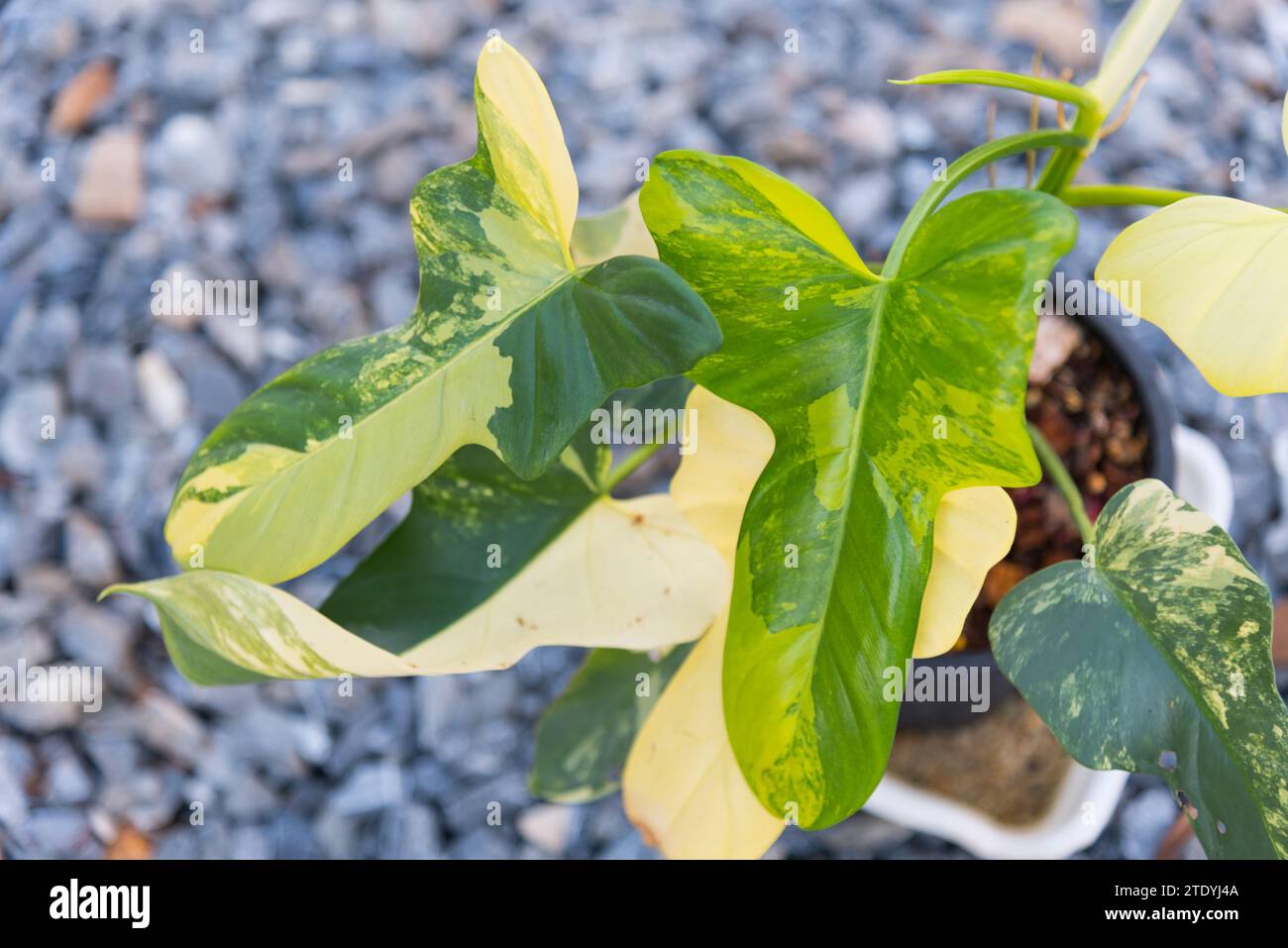 Wunderschöner Philodendron bipennifolium, variiert im Topf Stockfoto