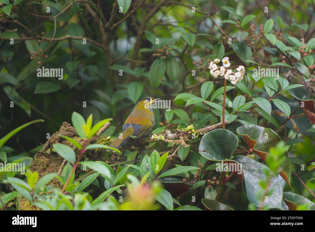 Steeres liocichla endemischer Vogel in taiwan Stockfoto