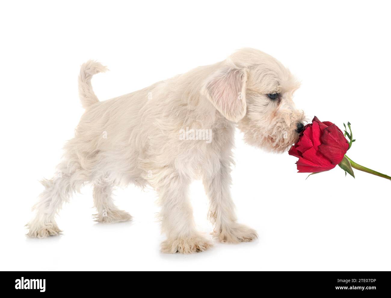 Zwergschnauzer vor weißem Hintergrund Stockfoto