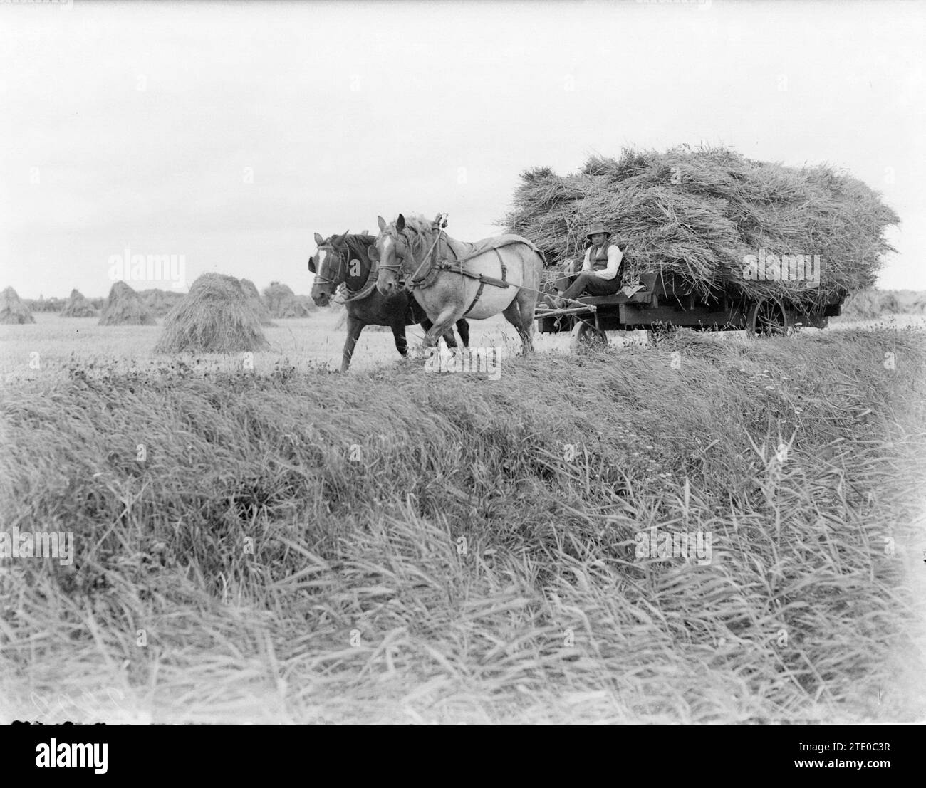 Landwirt auf einem Wagen, der von zwei Pferden gezogen wird, bringt die Ernte auf den Bauernhof im Anna Paulownapolder CA. 1930 Stockfoto