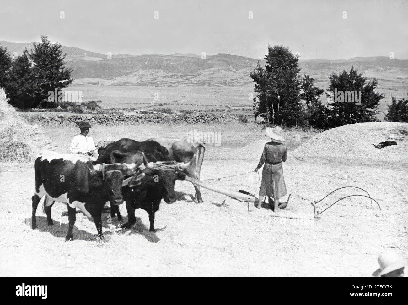 08/19/1936. Dreschen ist das Symptom der Normalität in den kastilischen Städten, die zum Kriegsgebiet gehören - an der Somosierra-Front. Quelle: Album / Archivo ABC / Alfonso Sánchez García Alfonso Stockfoto