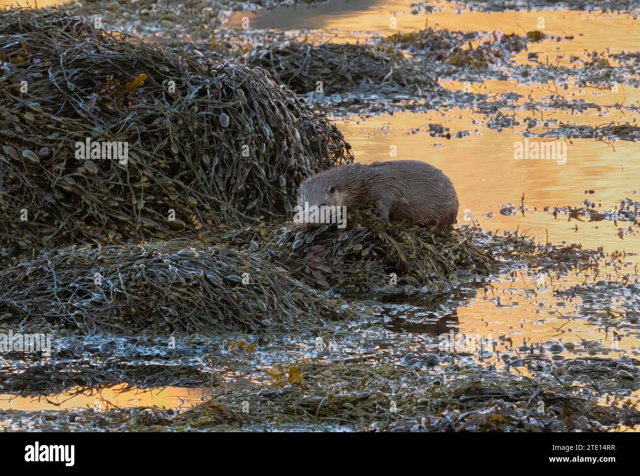 Ein fauler Tag für den Otter britische SÜSSE Otter wurden am 15. Dezember auf der Isle of Mull gefangen, die auf den schottischen Wasserstraßen herumtobten. Der Otter (Lutr Stockfoto