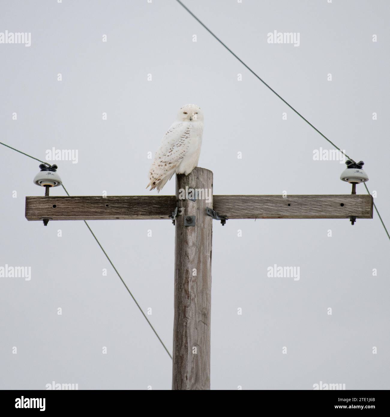 Am 13. Dezember wurden in Chicago, USA, Bilder einer verschneiten Eule, die Hedwig von Harry Potter ähnelt, aufgenommen. Diese Eule, Stockfoto