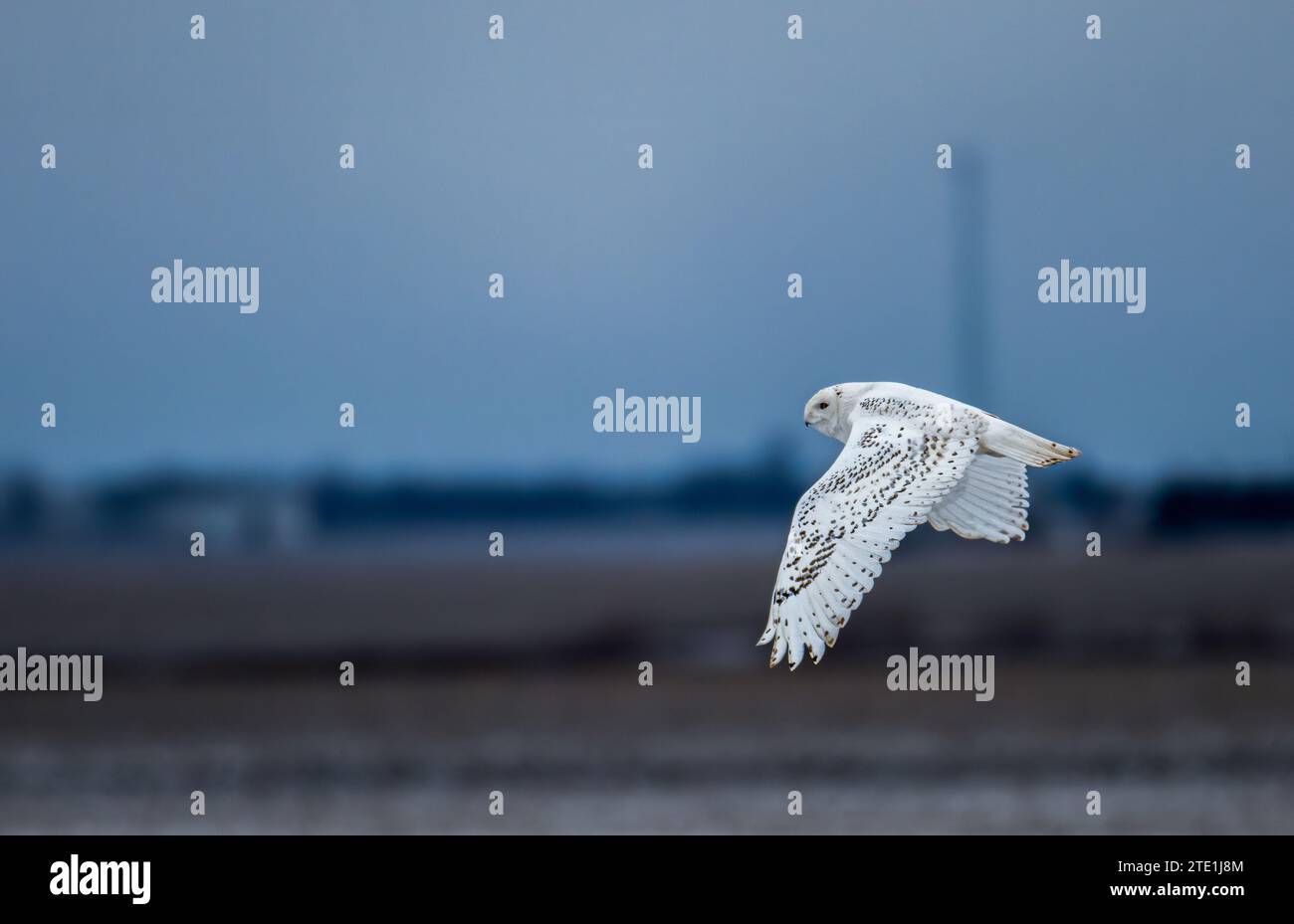 Snowy Owls sind auch als Arctic Owls USA bekannt. LIEBENSWERTE Bilder einer Schneeeule, die Hedwig von Harry Potter ähnelt, wurden in Chicago, USA, auf Decce gefangen genommen Stockfoto