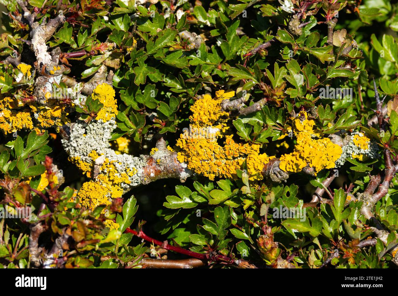 Golden Crust Flechte wächst auf den Ästen eines windgedämpften Weißdornstrauchs auf den North Yorkshire Moors. Xanthoria und Krustosenflechten wachsen auf Felsen Stockfoto