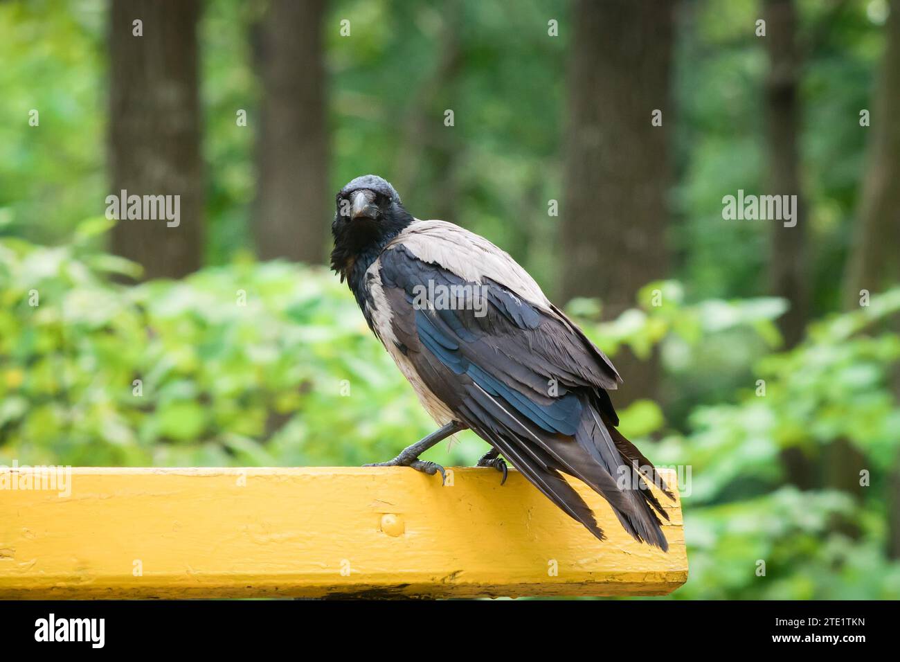 Eine Krähe sitzt auf der Rückseite einer Bank im Park und blickt direkt in die Kamera Stockfoto