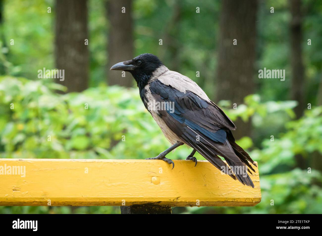 Eine Krähe sitzt auf der Rückseite einer Bank im Park. Stockfoto