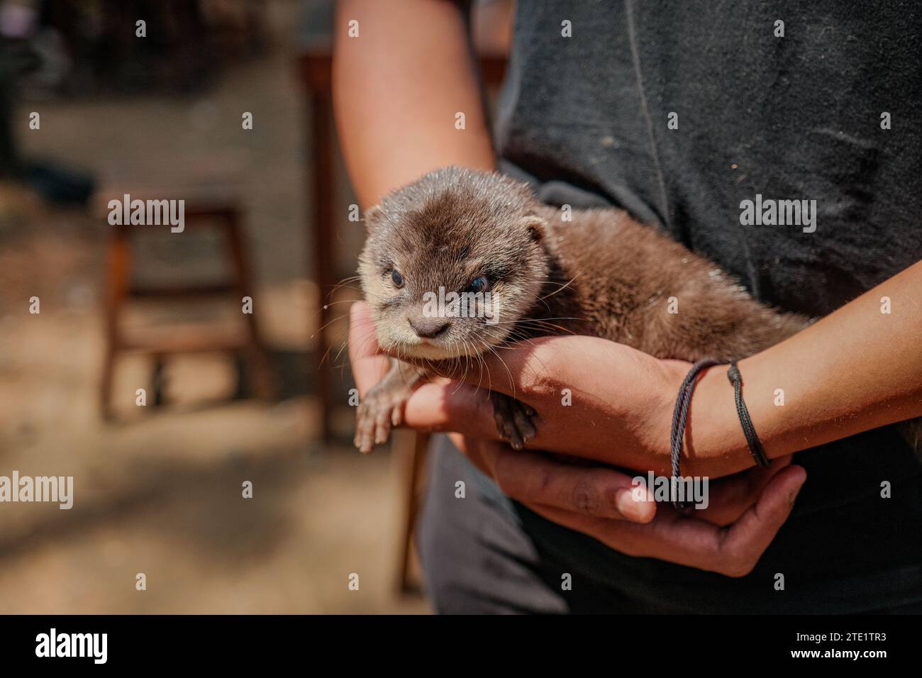 Ein herzerwärmender Moment entfaltet sich, wenn jemand eine unwiderstehlich süße Opossum-ähnliche Kreatur wiegt Stockfoto