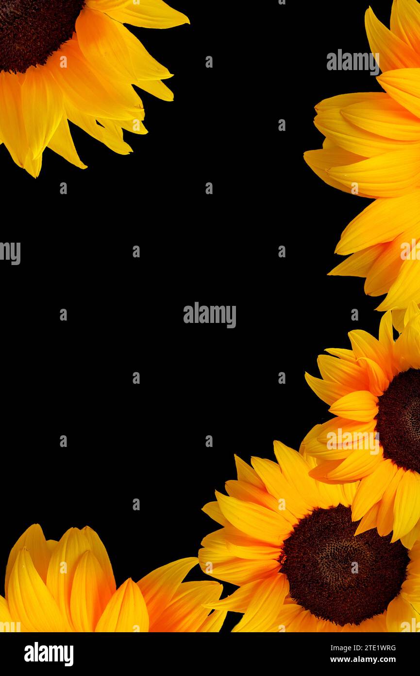 Rahmen aus Sonnenblumen auf schwarzem Hintergrund Stockfoto