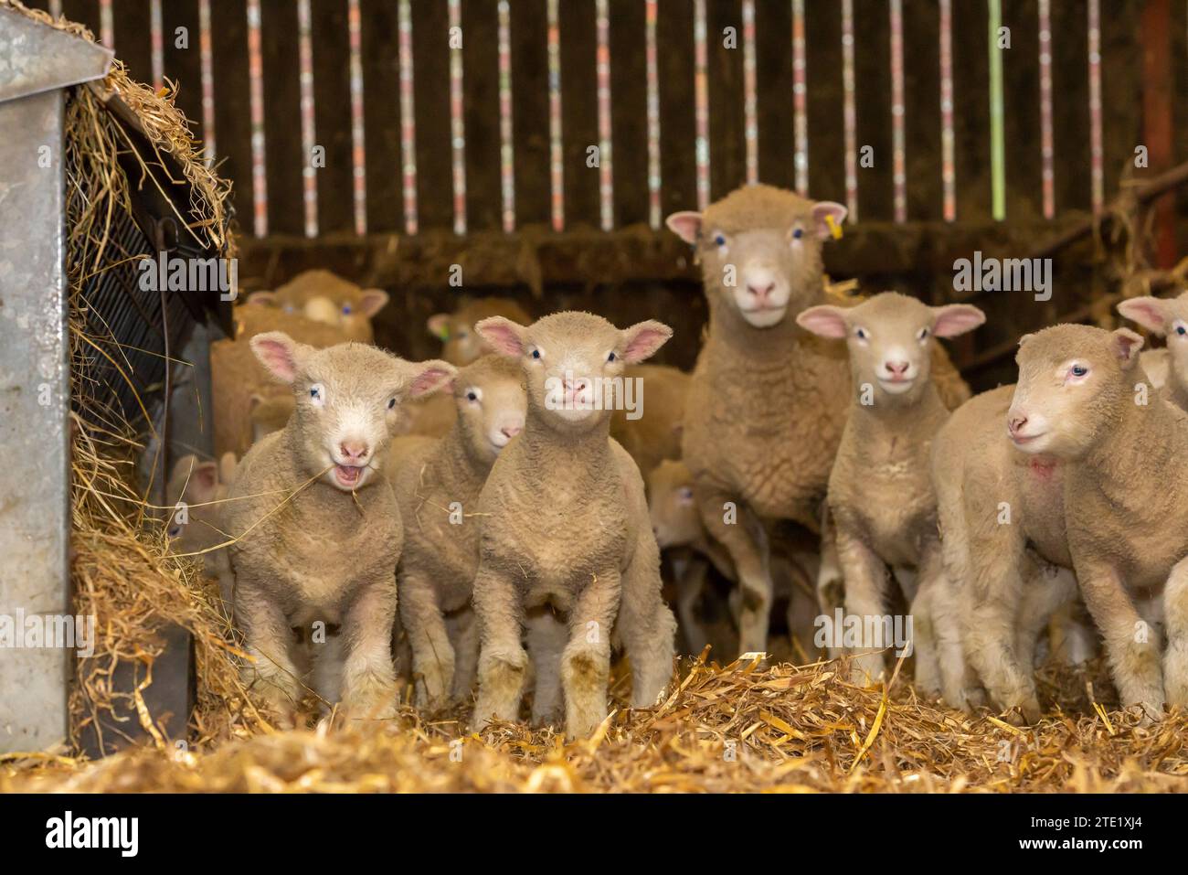 Preston, Lancashire, Großbritannien. Dezember 2023. Dorset Schafe mit Lämmern auf der Farm von Richard und Sue Alpe in Chipping, nahe Preston, Lancashire. Die fruchtbaren Schafrassen können das ganze Jahr über lammen und können alle zwei Jahre drei Feldfrüchte von Lämmern erzeugen. Quelle: John Eveson/Alamy Live News Stockfoto